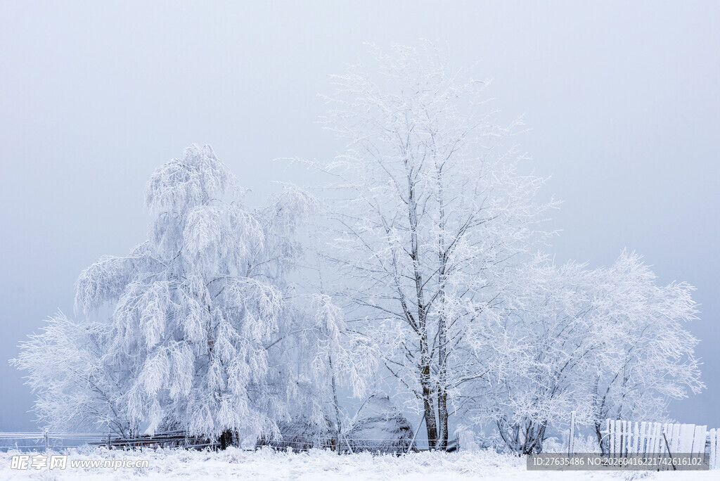 冬日雪景中的银白树木
