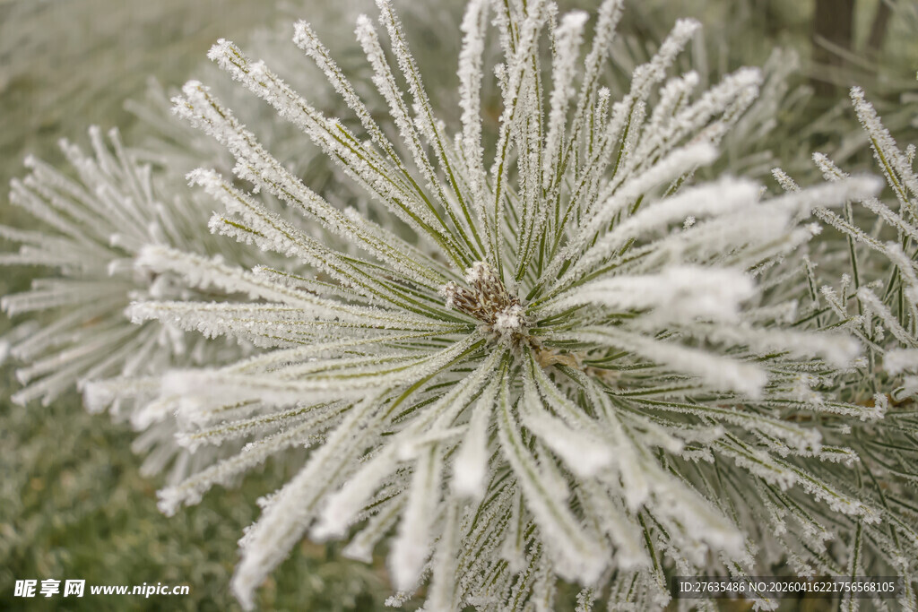 雪覆松针