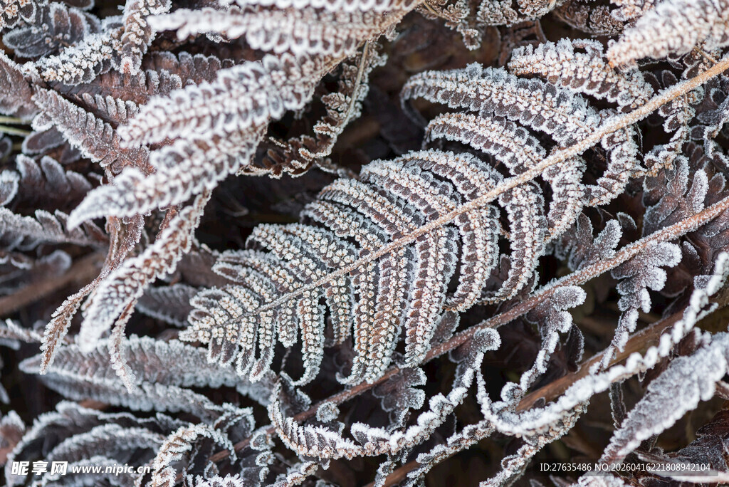 覆霜蕨类植物特写