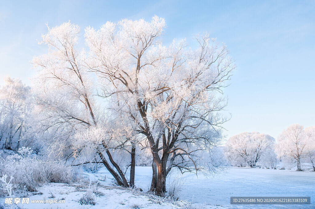 冬日雪覆树木美景