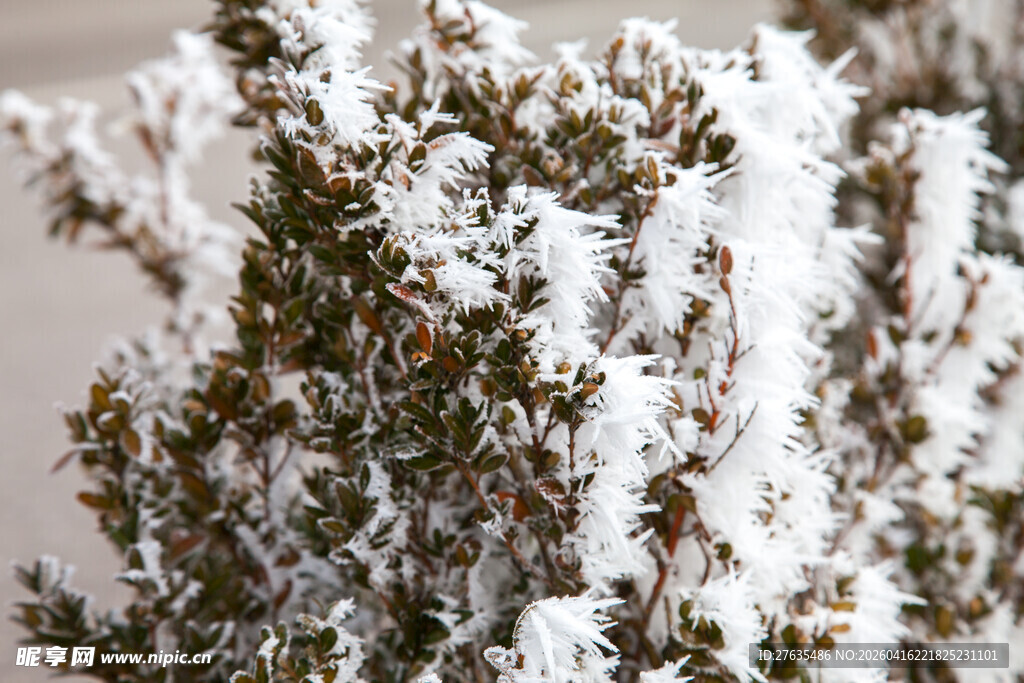 雪覆绿植