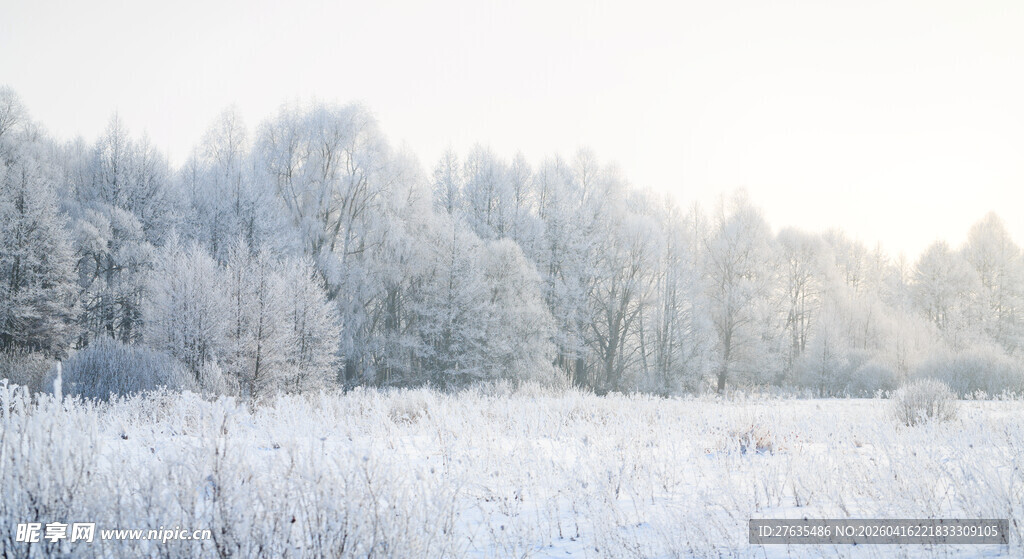 冬日银装素裹的雪林景观