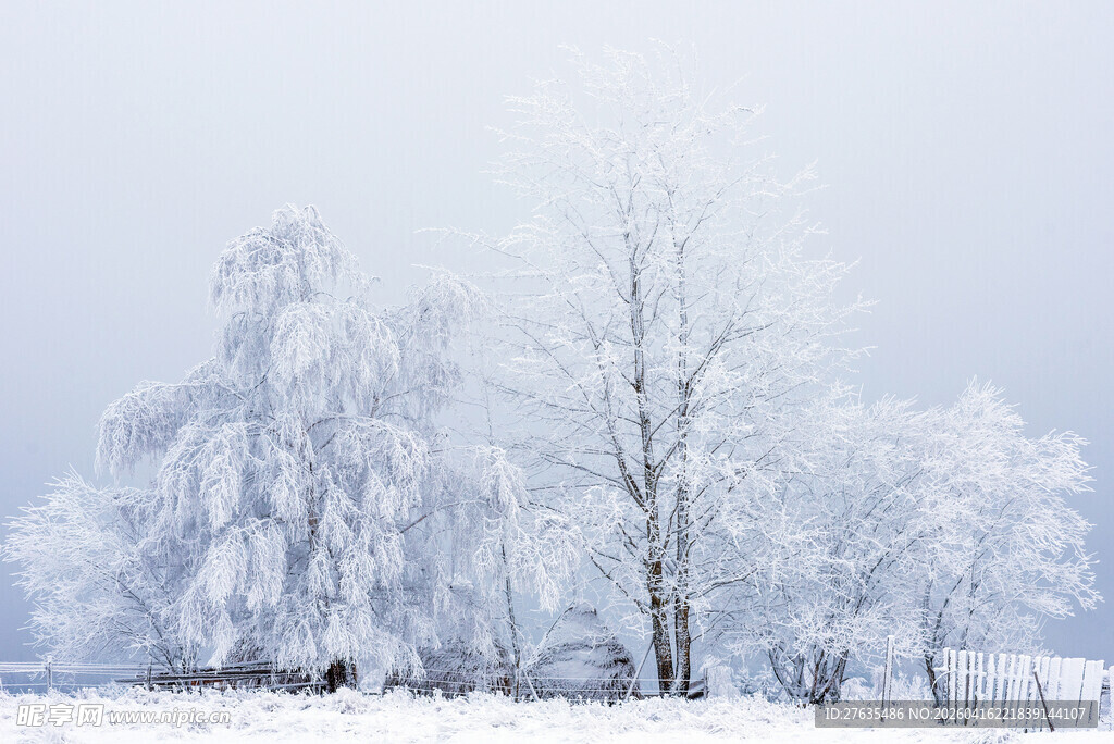 冬日雪景中的银白树木