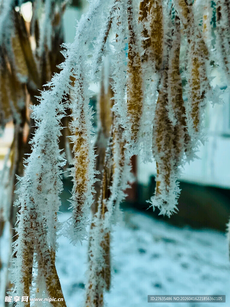 冬日霜挂的植物枝条