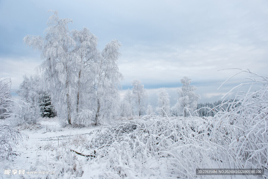 冬日雪景中的银白树林