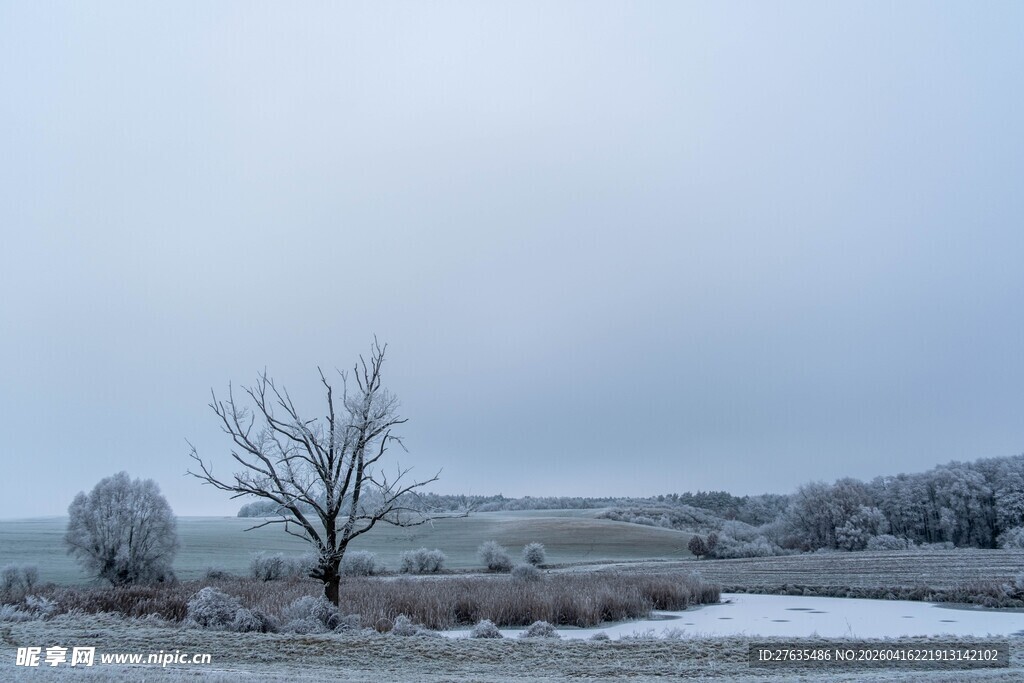 冬日雪景中的孤树