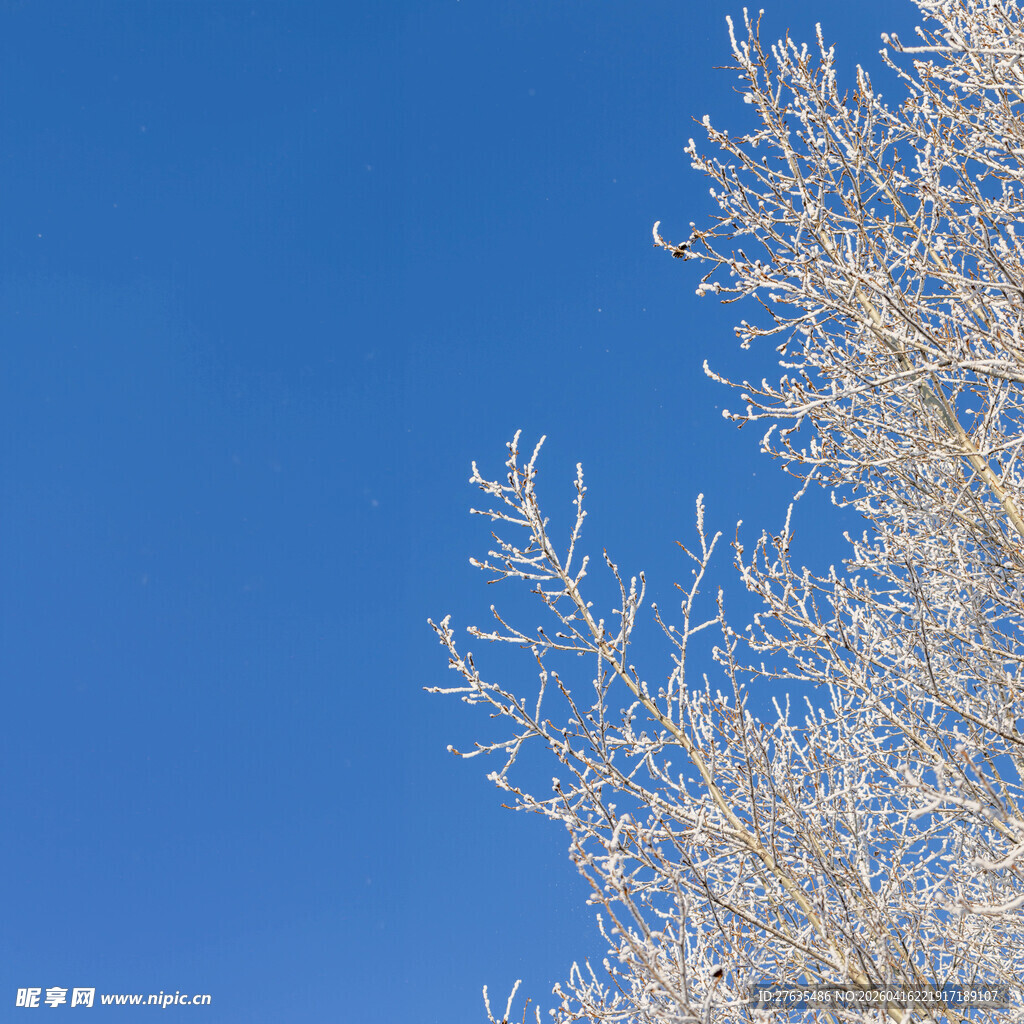 蓝天映衬下的光秃树枝
