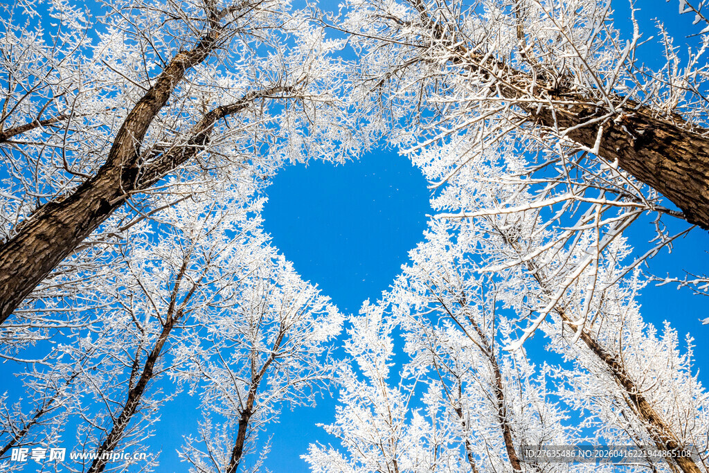 冬日雪树间的心形蓝天