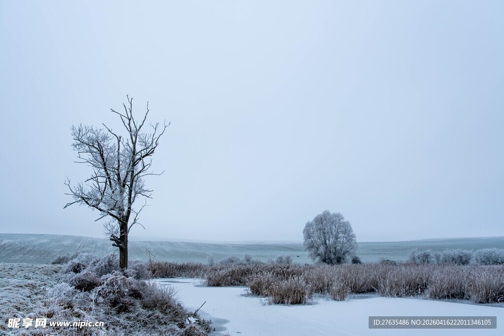 冬日旷野中的孤树