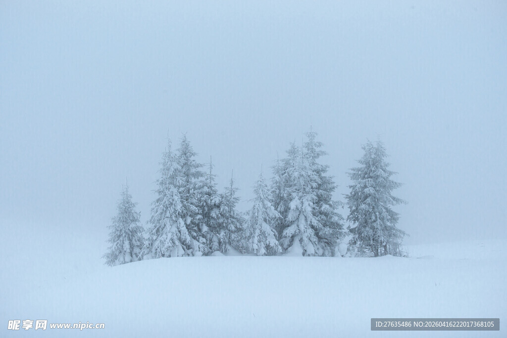 雪覆松林的静谧冬日景象