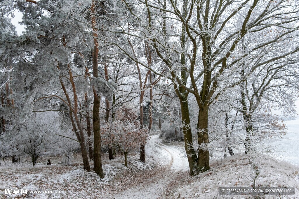 冬日雪覆树林美景