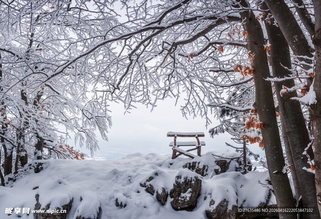 冬日雪景中的静谧树林