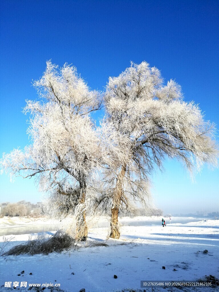 冬日雪覆树景