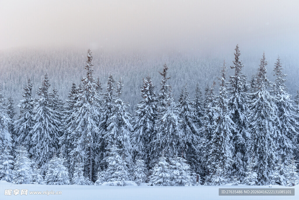 冬日雪景中的挺拔松树林