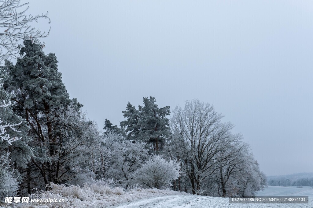 冬日雪景中的静谧树林