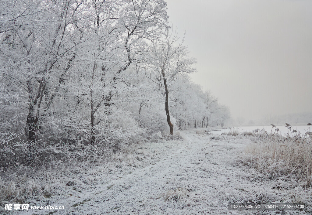 冬日雪覆林间小道