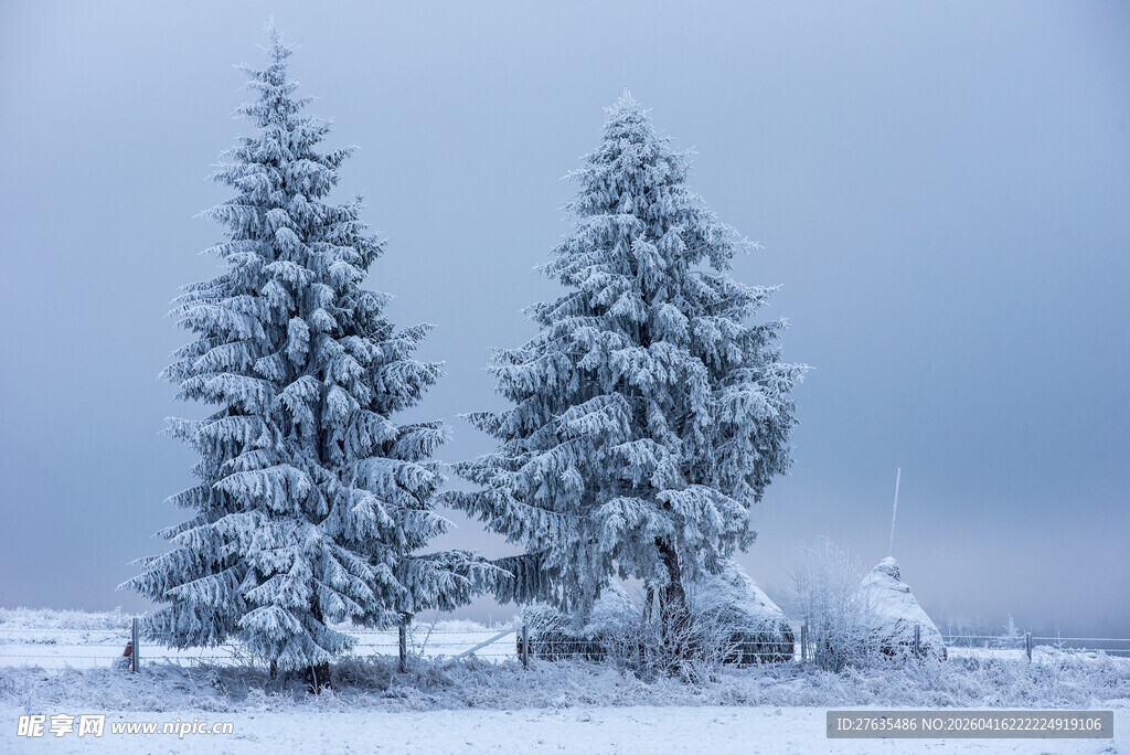 冬日雪景中的双棵雪松