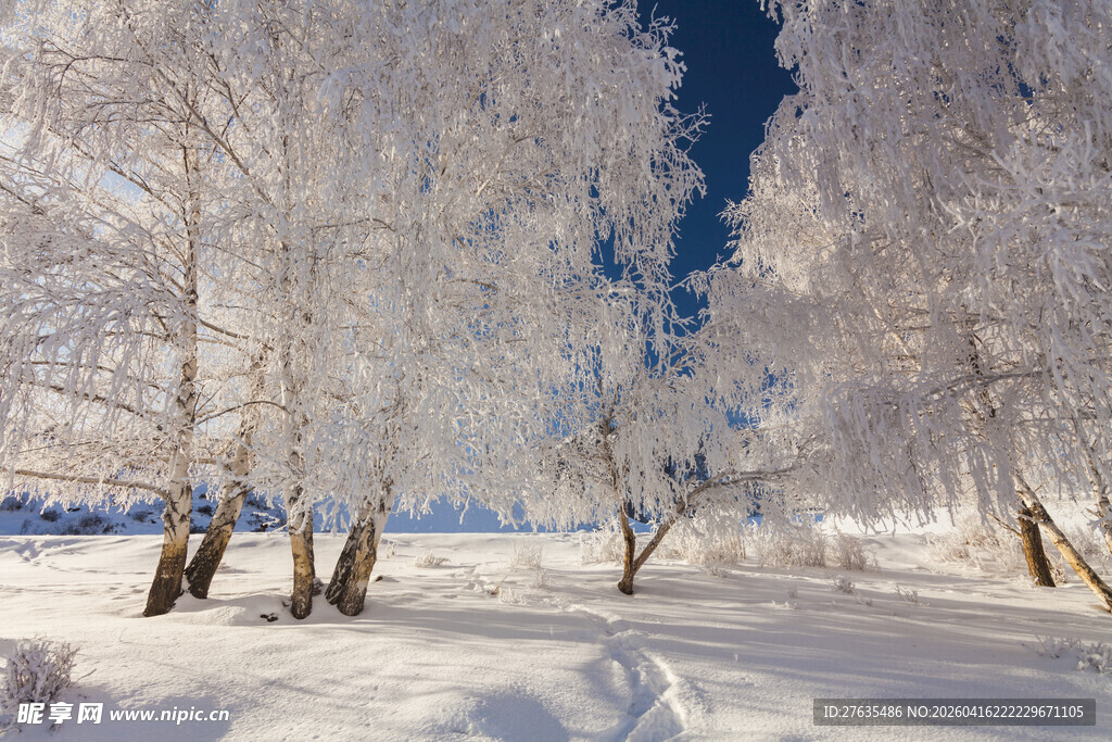 冬日雪林美景