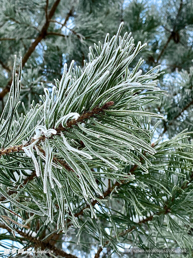 覆雪松枝特写