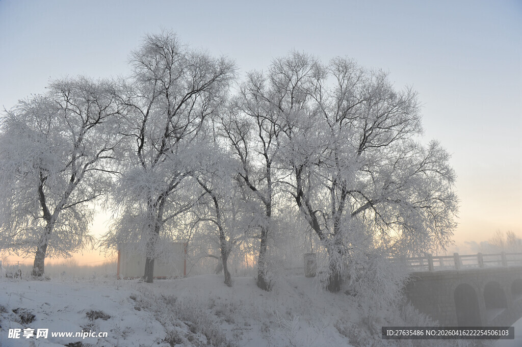 冬日雪覆树木的美丽景象