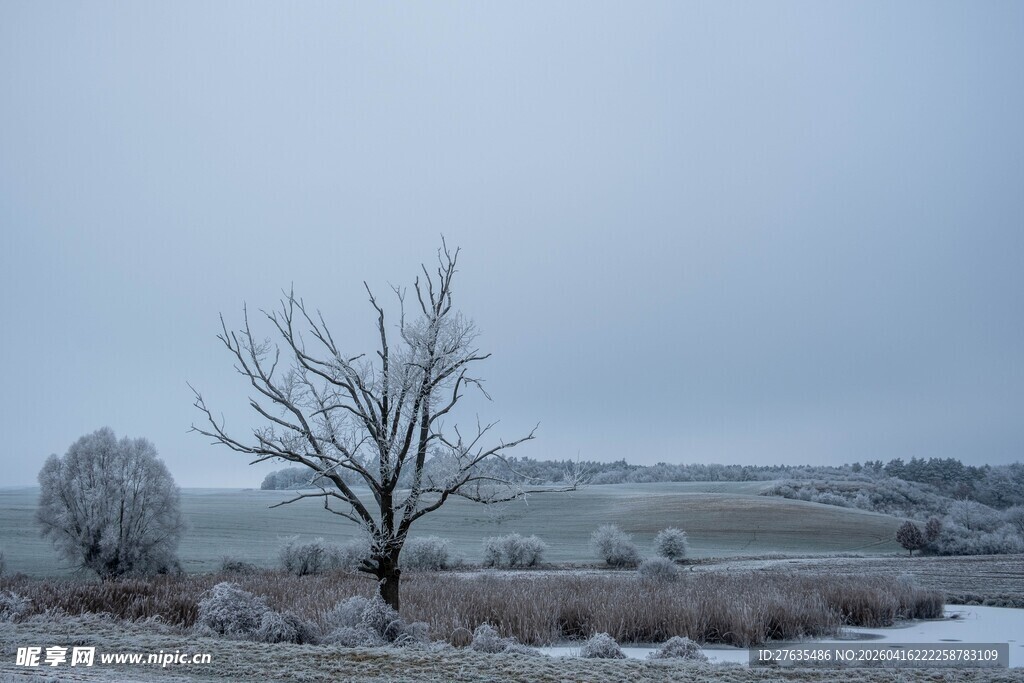 冬日旷野中的孤树