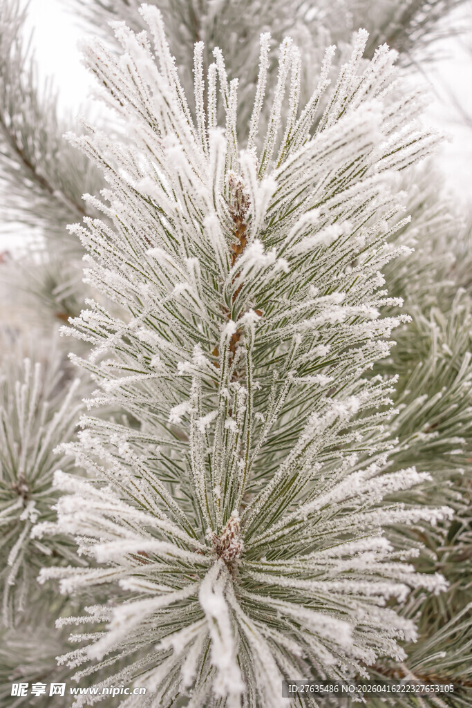 覆霜松枝特写