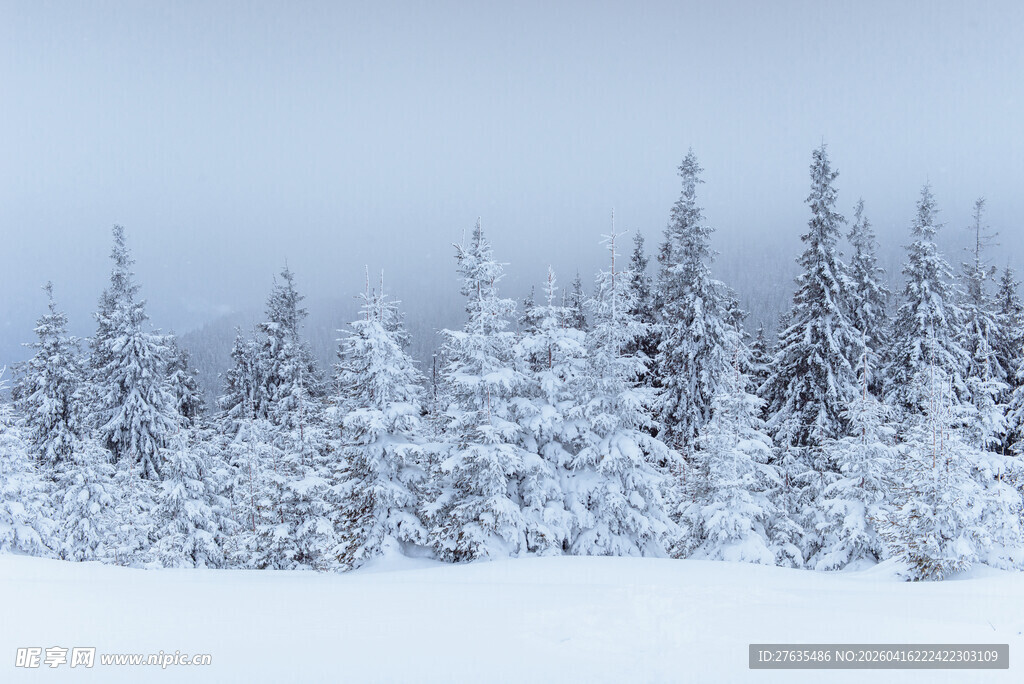 雪覆松林的冬日美景