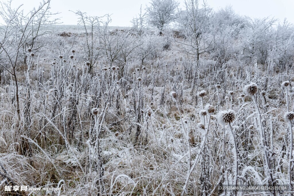 冬日霜覆草地景象