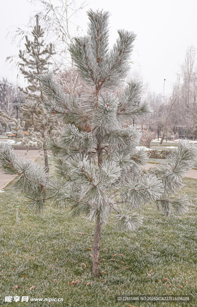 户外单棵松树景观