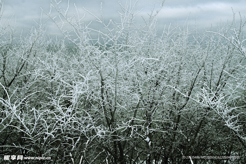 霜覆枯林景