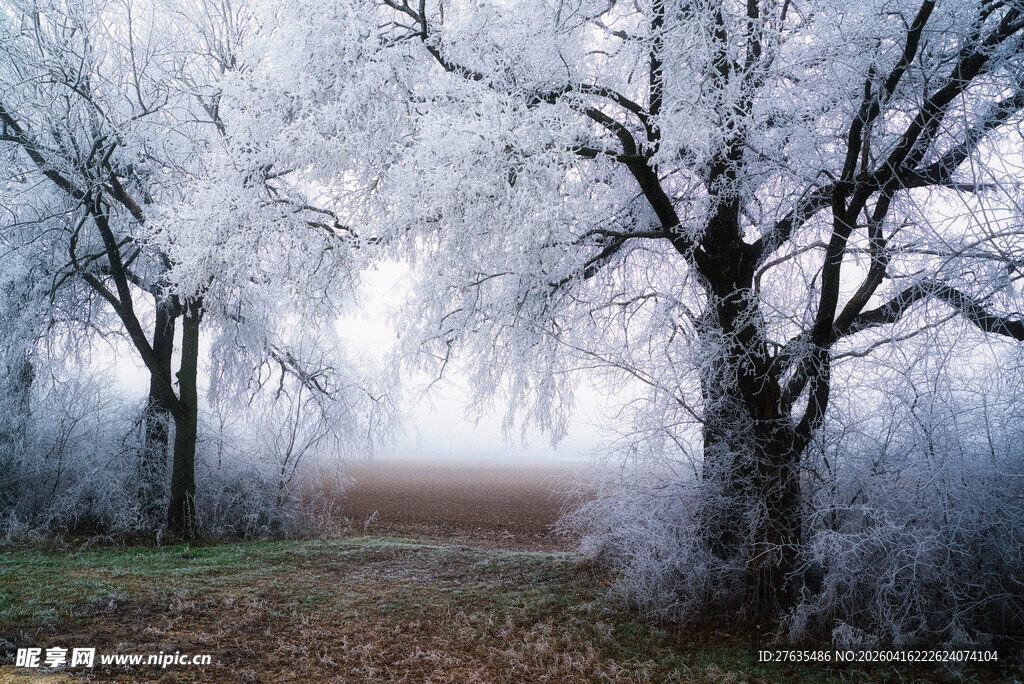 冬日雾凇覆盖的静谧树林