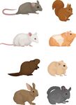 多种啮齿类小动物集合
