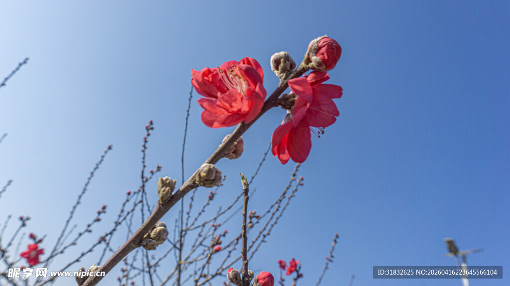 枝头绽放的艳丽红花朵