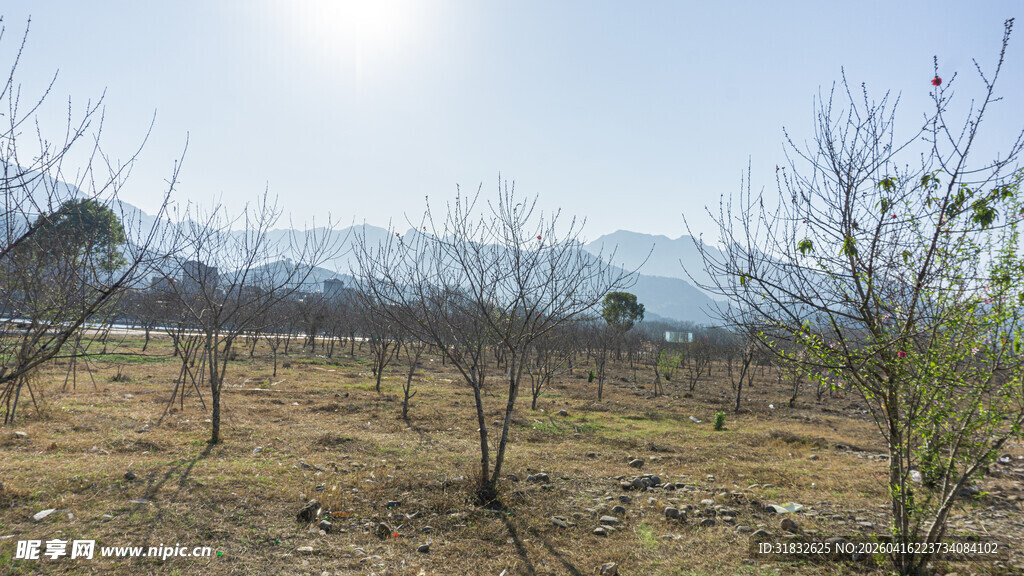 冬日荒野中的稀疏树木