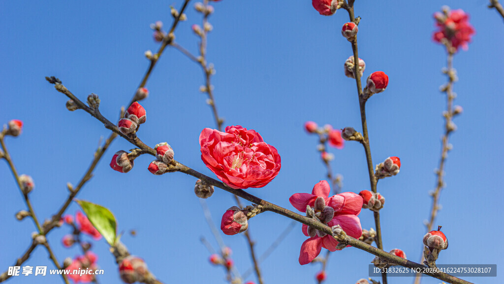 枝头红梅绽 春意渐浓