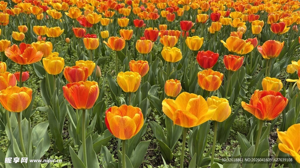 绚烂多彩的郁金香花海