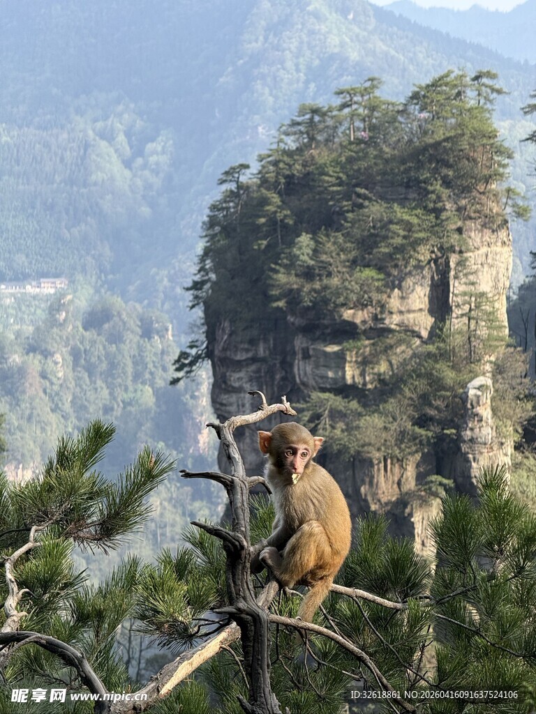 黄山山间猴子与壮丽奇峰景观