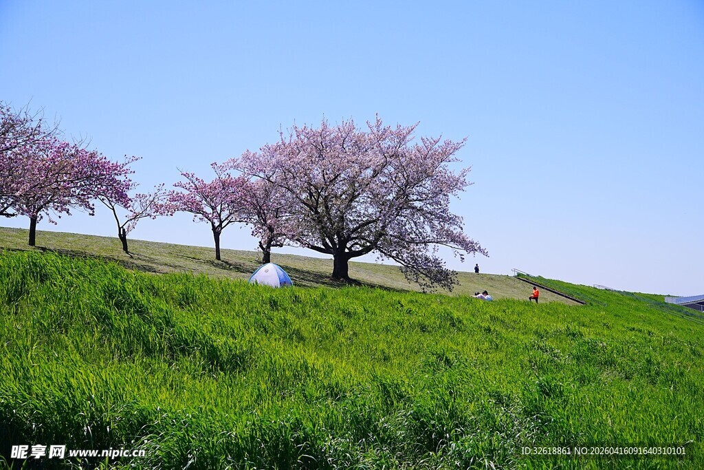 春日草地旁的烂漫樱花树