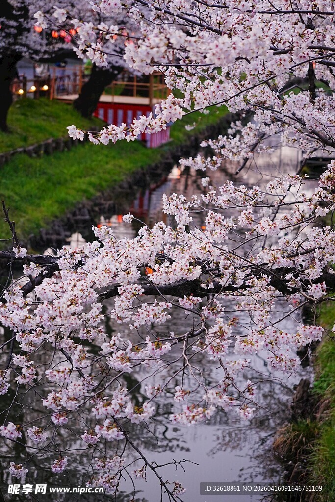 河畔烂漫樱花美景