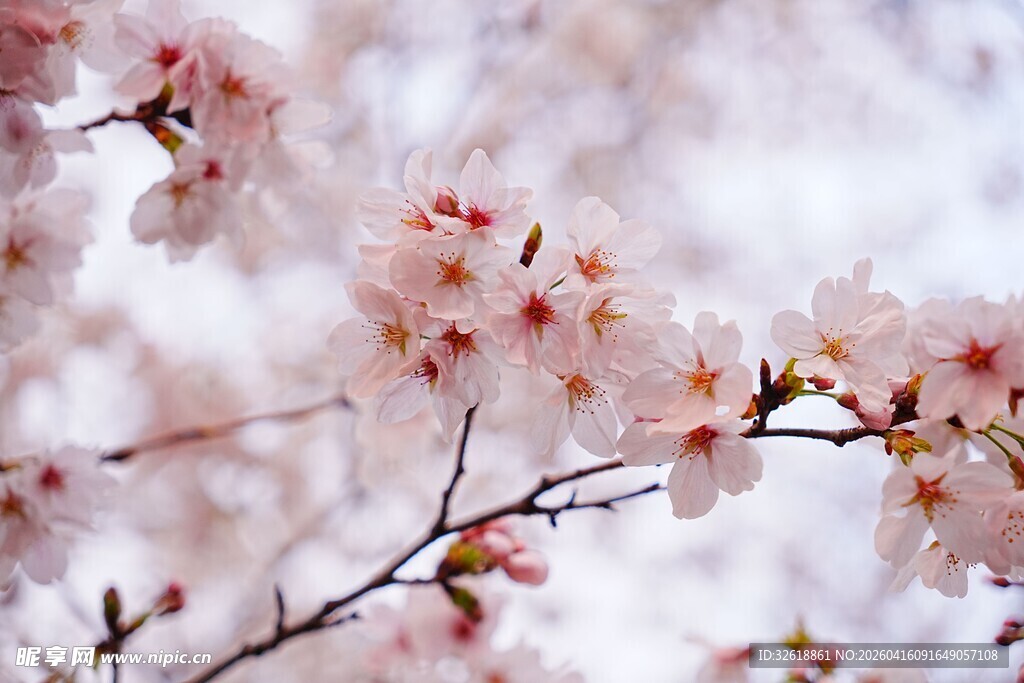 春日烂漫樱花枝头绽放