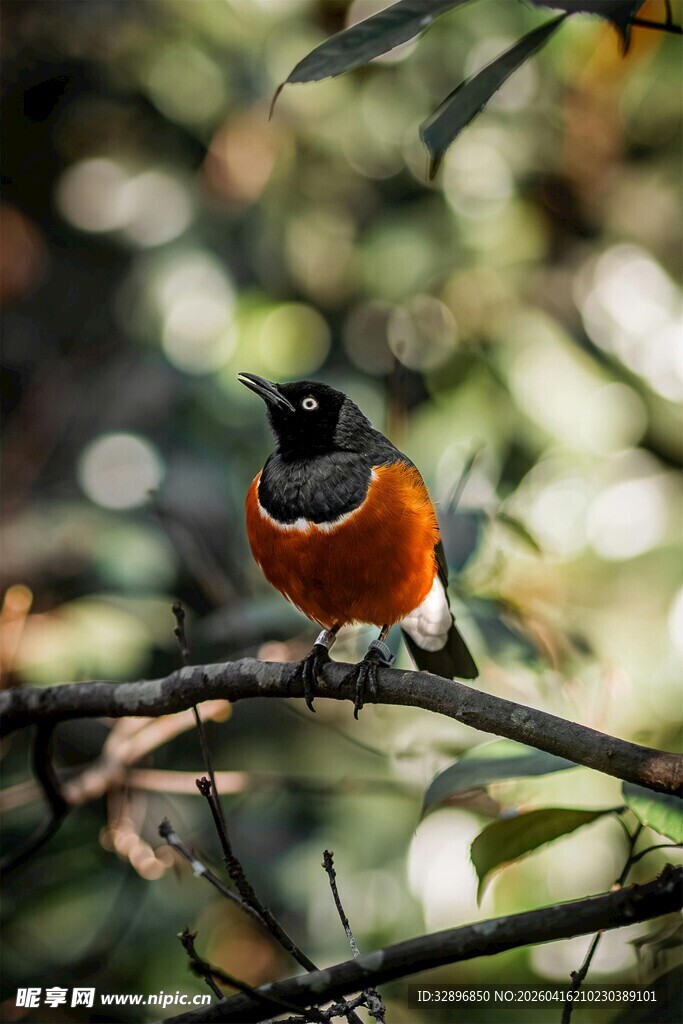 枝头栖息的多彩小鸟