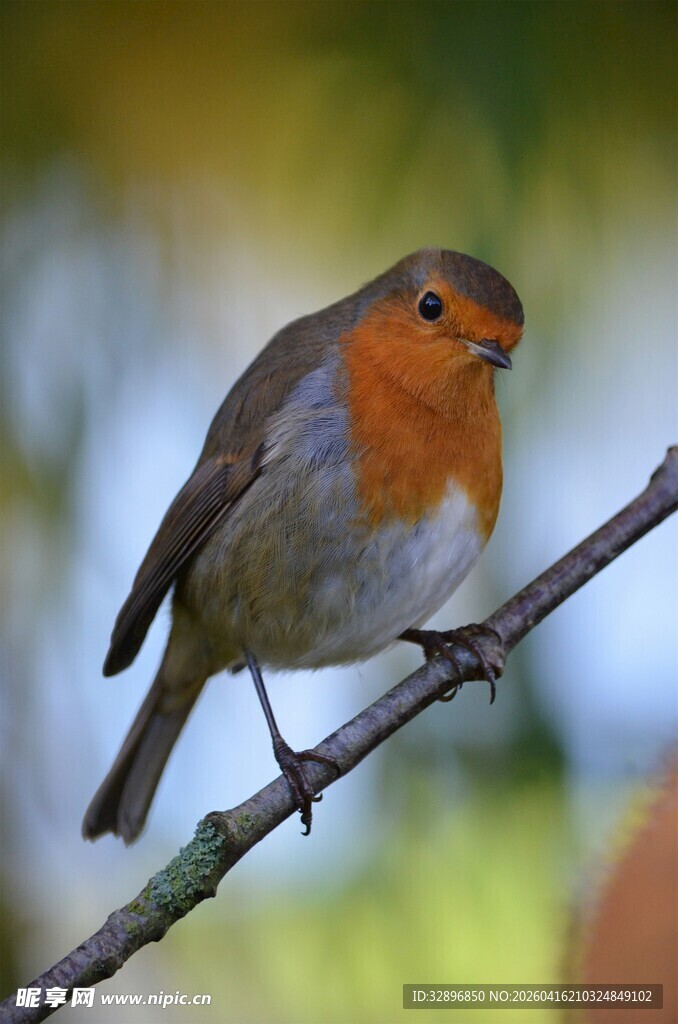 栖息枝头的橙胸小鸟