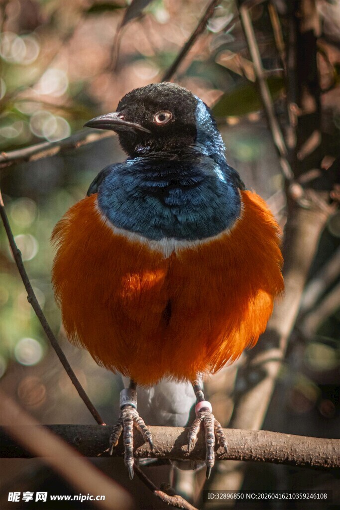 蓝橙相间小鸟栖于枝头