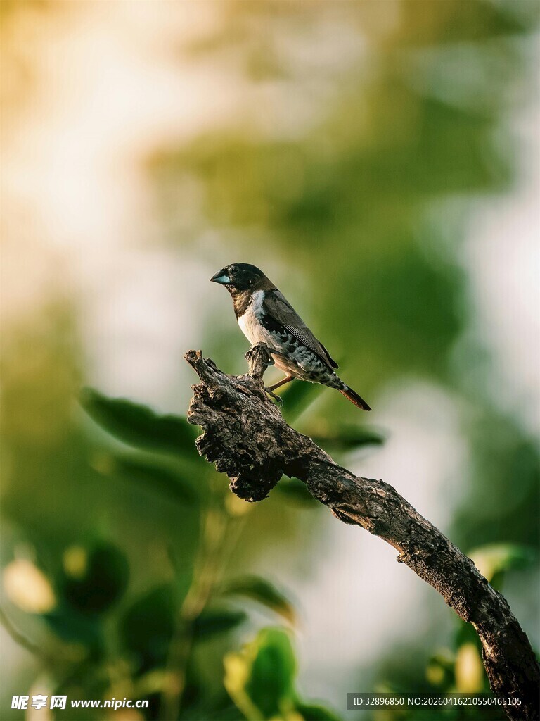 枝头小鸟