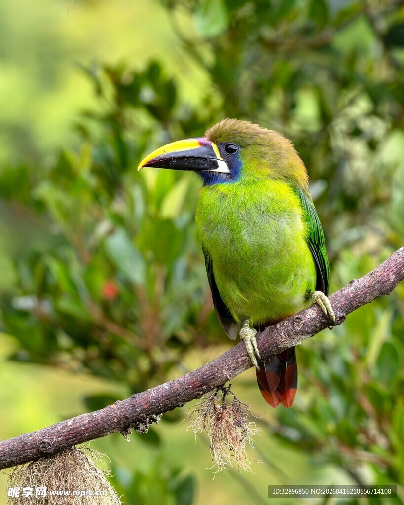 绿羽彩喙鸟栖于枝头