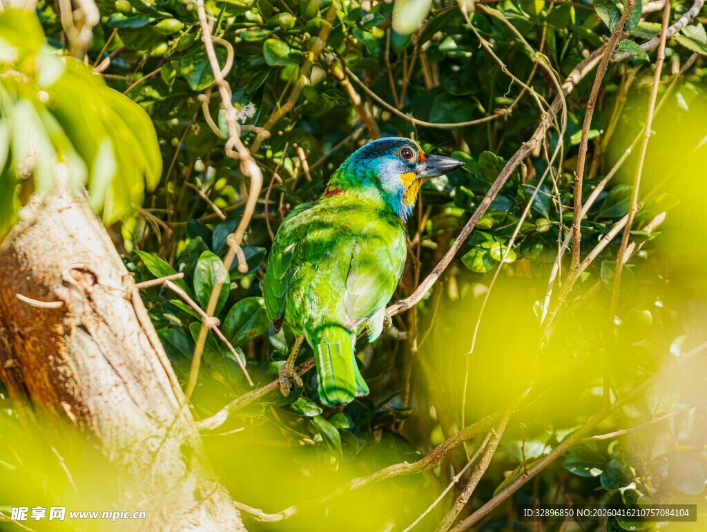 丛林中色彩斑斓的鹦鹉