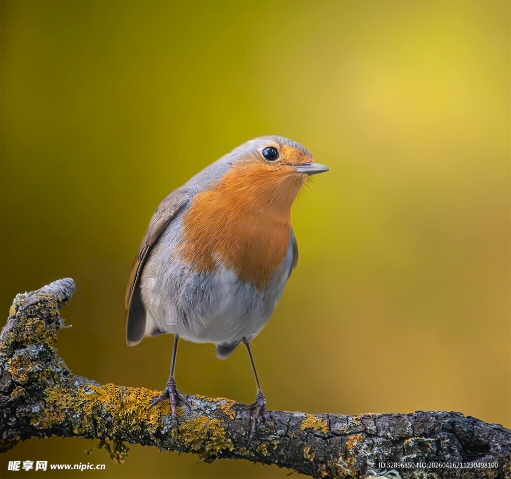 枝头的橘胸小鸟