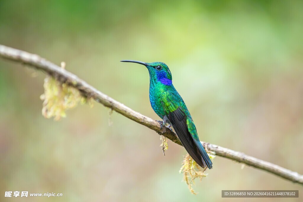 栖息枝头的绚丽蜂鸟
