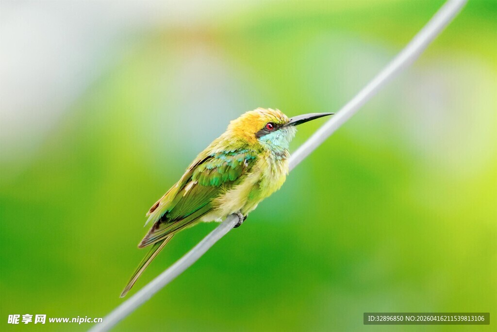绿枝上的多彩小鸟