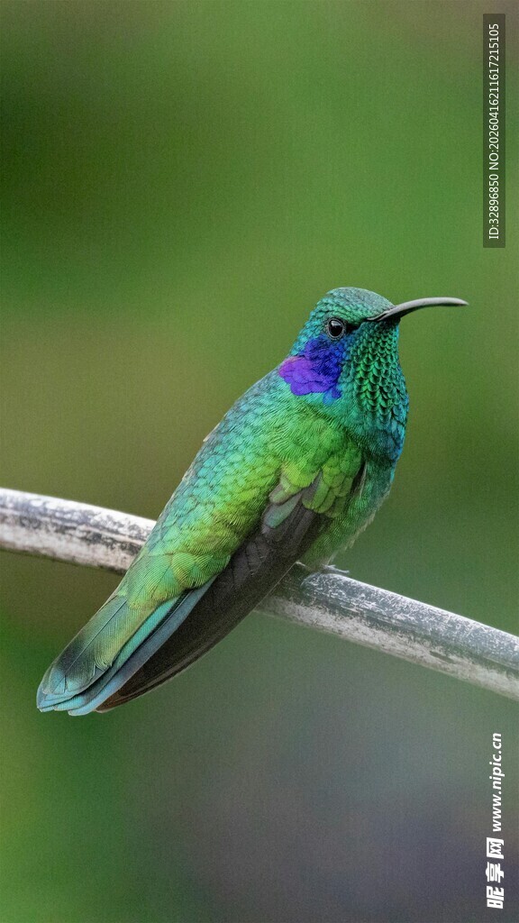 翠绿蜂鸟栖息枝头